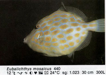 Eubalichthys mosaicus